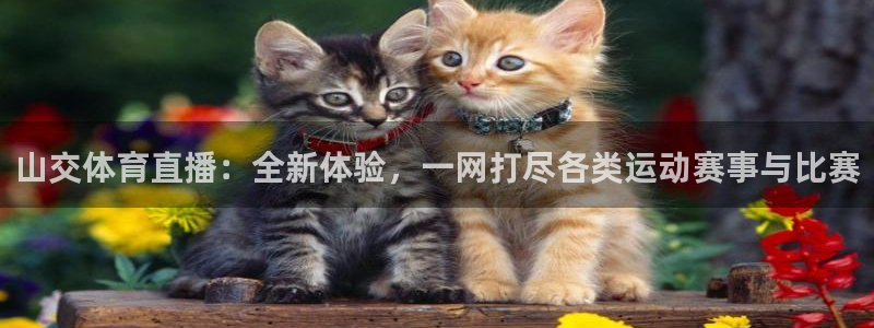 山交体育直播：全新体验，一网打尽各类运动赛事与比赛